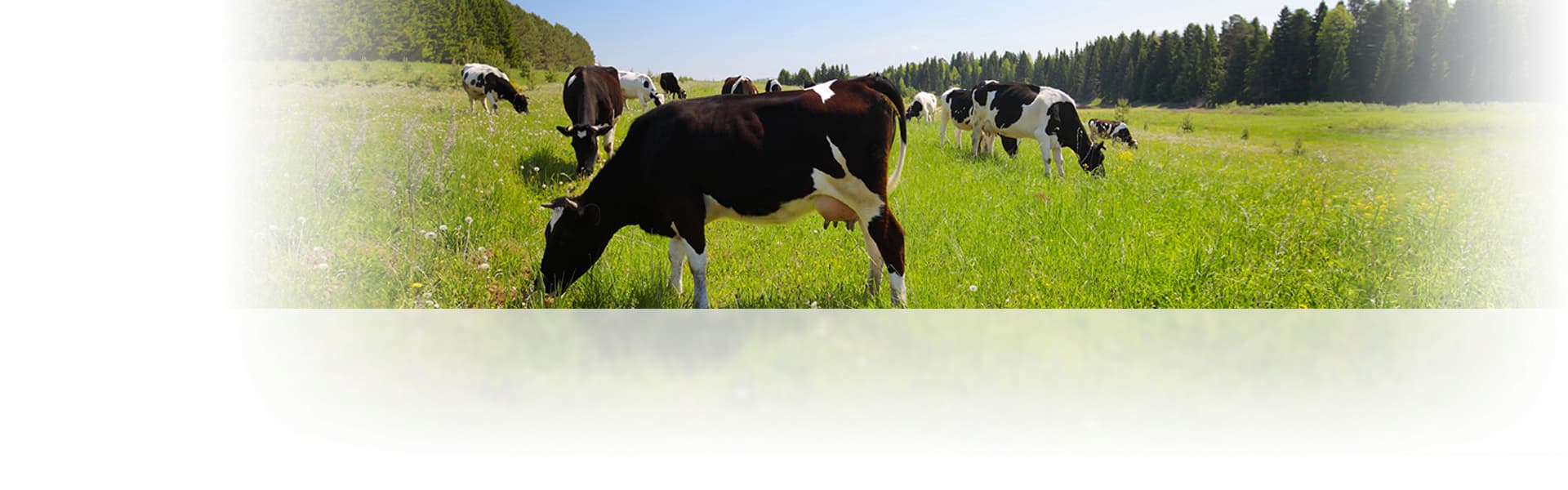 Kühe die in den Bergen weiden